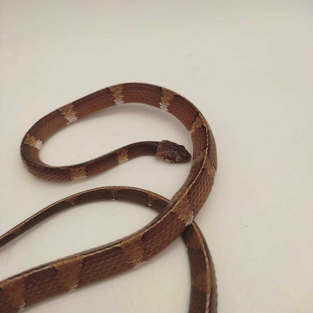 Welborn's Snail-Eating Snake