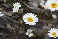 Tripleurospermum caucasicum