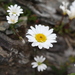 Tripleurospermum caucasicum - Photo (c) ed_shaw, algunos derechos reservados (CC BY-NC)