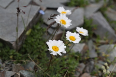 Tripleurospermum caucasicum