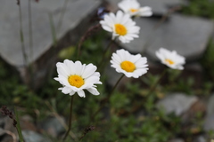 Tripleurospermum caucasicum