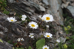 Tripleurospermum caucasicum