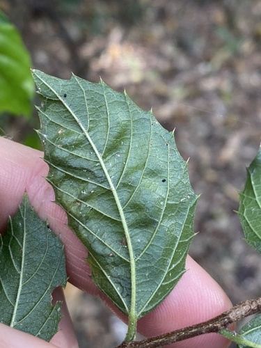 Aphananthe philippinensis observed 2023-09-03
