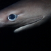 Tiburones de Seis Branquias - Photo (c) canaryrockfish, algunos derechos reservados (CC BY-NC), subido por canaryrockfish