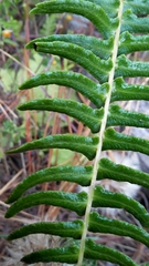 Blechnum hastatum