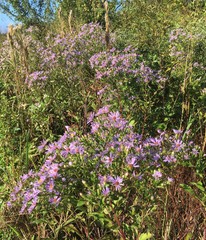 Symphyotrichum elliottii