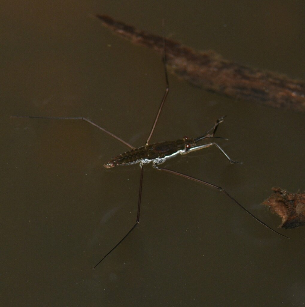 Aquarius remigis from Westchester Hills/Chelsea Heights, Decatur, GA, USA on August 10, 2023 at