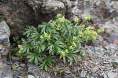 Alchemilla sericea