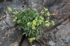 Alchemilla sericea