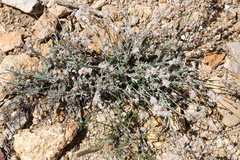 Eriogonum wrightii var. wrightii