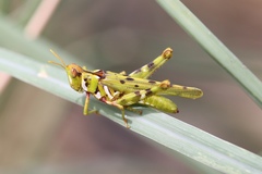 Bootettix argentatus