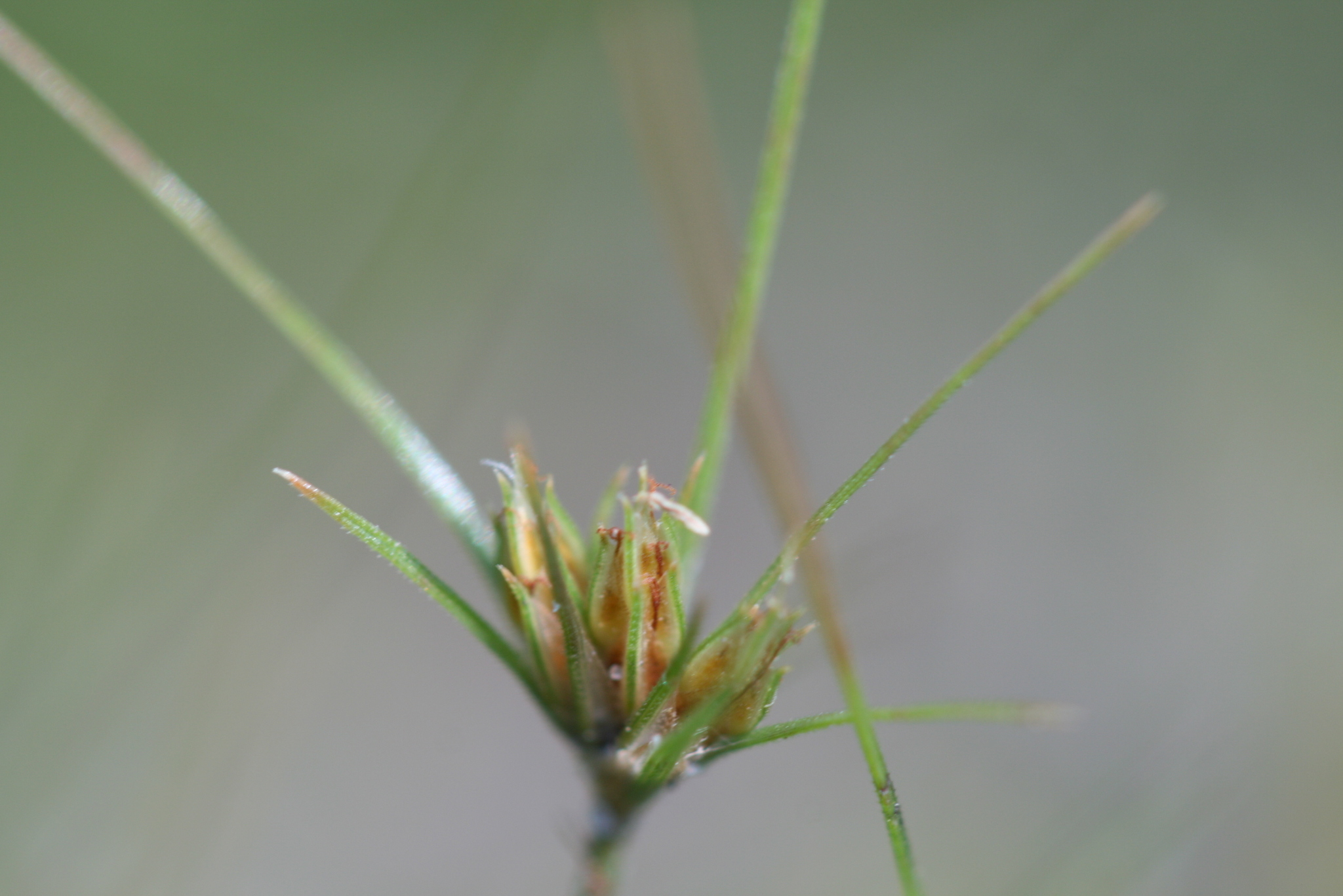 Bulbostylis stenophylla