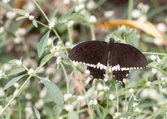 Papilio polytes