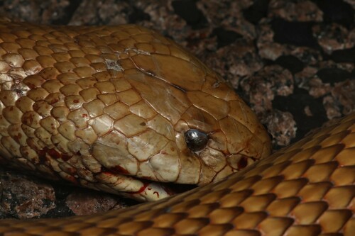 Mulga Snake sighting