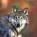 Canids - Photo (c) USFWS Endangered Species, some rights reserved (CC BY)