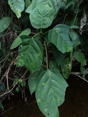 Myriocarpa longipes