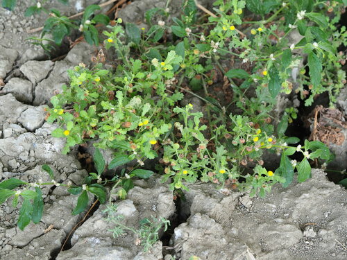 Image of Grangea maderaspatana by no rights reserved