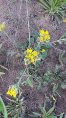 Physaria engelmannii