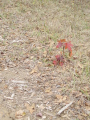 Liquidambar styraciflua