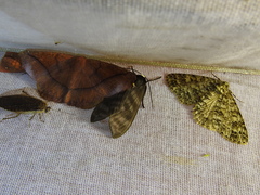 Pachydota