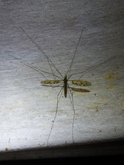 Ischnotoma