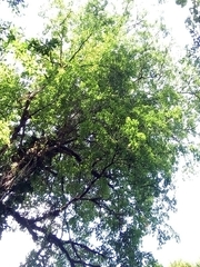 Terminalia bucidoides