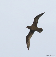 Great-Winged Petrel photo 5