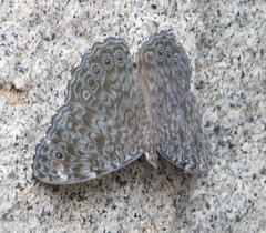 Hamadryas atlantis lelaps