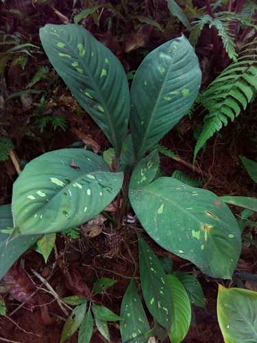 Adelonema allenii