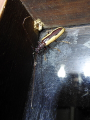 Poeciloxestia dorsalis