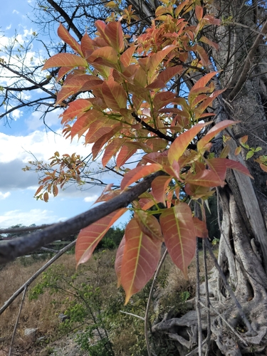 Ficus virens