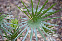 Leucothrinax morrisii