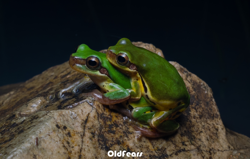 Common Chinese Treefrog
