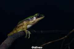 Longtoushan Large Odorous Frog photo 4