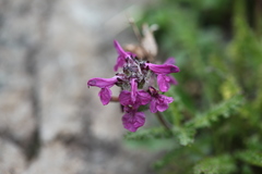 Pedicularis caucasica