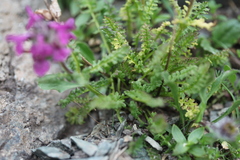 Pedicularis caucasica