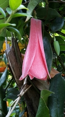 Lapageria rosea