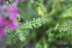 Pedicularis caucasica