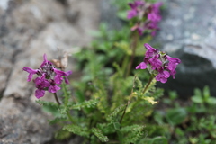 Pedicularis caucasica