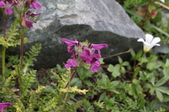 Pedicularis caucasica