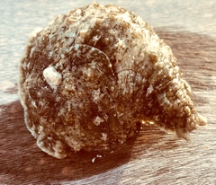 Dolabrifera ascifera