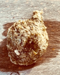 Dolabrifera ascifera