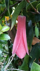 Lapageria rosea