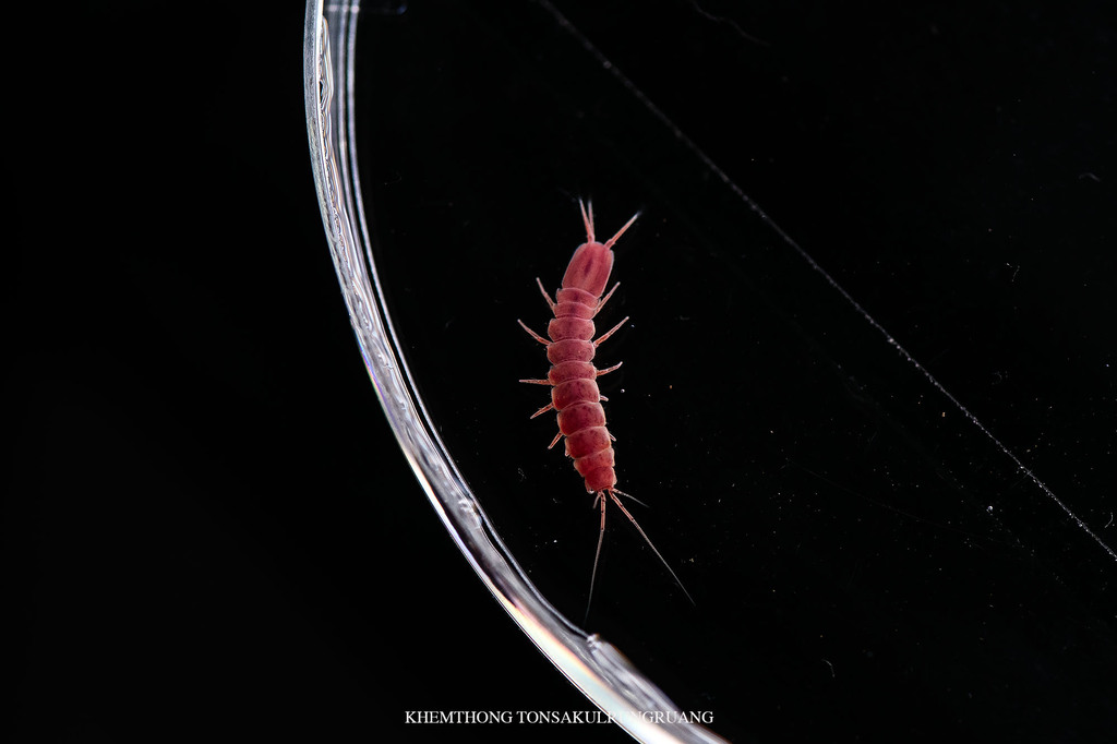 Stenasellus mongnatei