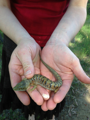 Elgaria multicarinata multicarinata