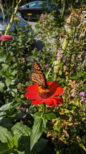 Monarch photographed in Illinois