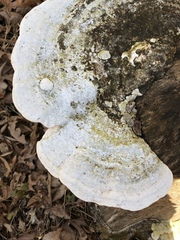 Trametes gibbosa image