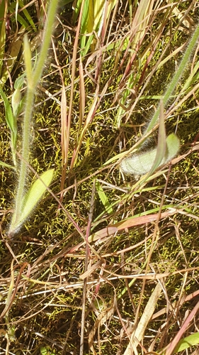 Image of Caladenia intuta by (c) Rosalie Lawrence, some rights reserved (CC BY)