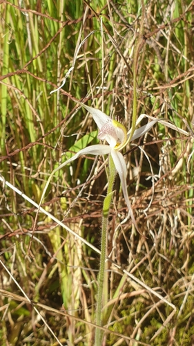 Image of Caladenia intuta by (c) Rosalie Lawrence, some rights reserved (CC BY)