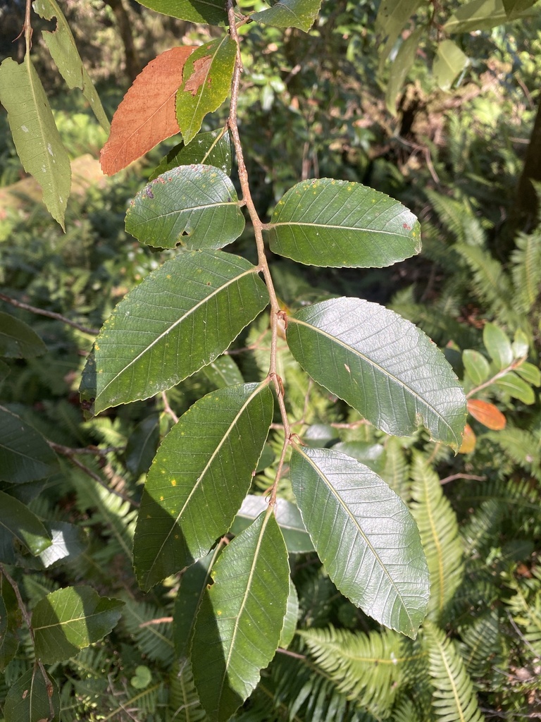 Australian beech in September 2023 by calochilus_heath · iNaturalist